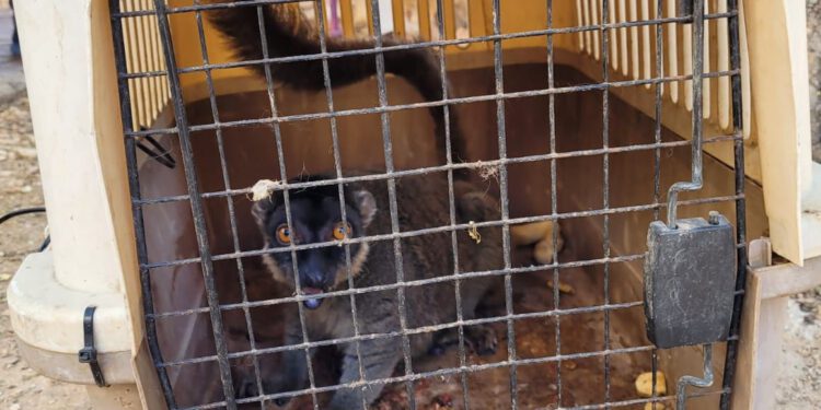 משרד החקלאות ורשות הטבע והגנים פינו חיות בר מפינת החי העירונית בצפת בשל ליקויים בהחזקה וצער בעלי חיים
